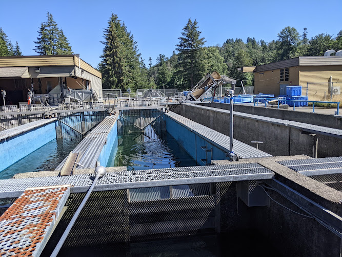 Quinsam River Hatchery